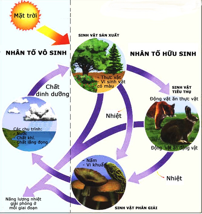 bài 42 hệ sinh thái hoc24